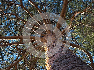 A smooth trunk of the pine tree. Looking up.