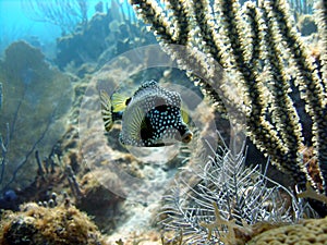 Smooth Trunkfish