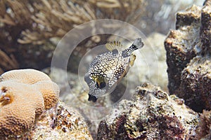 Smooth Trunkfish