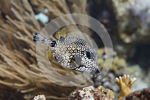 Smooth Trunkfish