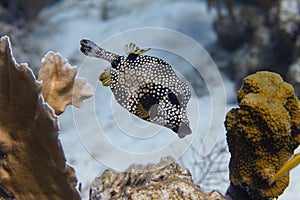 Smooth Trunkfish