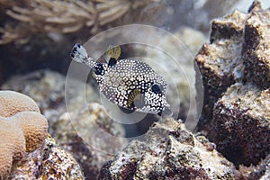 Smooth Trunkfish