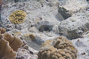 Smooth Trunkfish