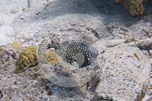 Smooth Trunkfish