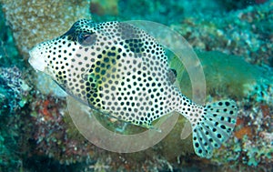 Smooth Trunkfish