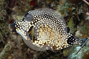 Smooth Trunkfish on Caribbean Coral Reef