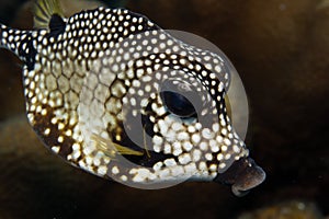 Smooth Trunkfish on Caribbean Coral Reef