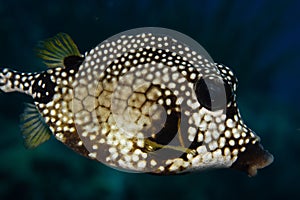 Smooth Trunkfish on Caribbean Coral Reef