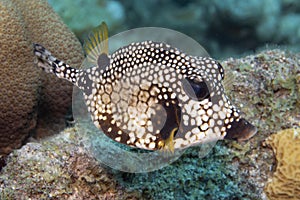 Smooth Trunkfish on Caribbean Coral Reef