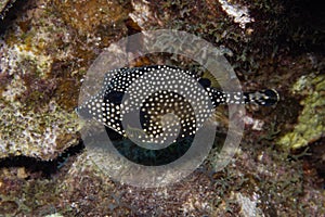 Smooth Trunkfish on Caribbean Coral Reef