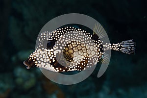 Smooth Trunkfish on Caribbean Coral Reef