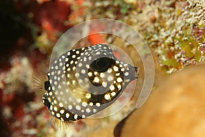 Smooth Trunkfish (Lactophrys triqueter) - Bonaire