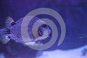 Smooth Trunkfish Lactophrys triqueter