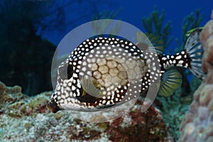 Smooth Trunkfish (Lactophrys triqueter) - Cozumel