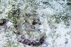 A Smooth Trunkfish (Lactophrys triqueter) in Cozumel
