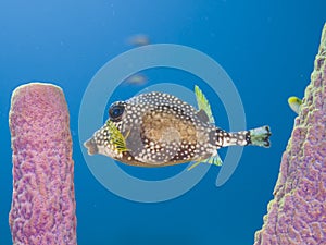 Smooth trunkfish, Lactophrys triqueter. CuraÃÂ§ao, Lesser Antilles, Caribbean