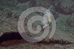 Smooth Trunkfish Lactophrys triqueter Feeding in the Sand