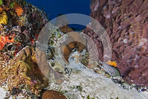 Smooth Trunkfish swimming past a Spotted Moray in Cozumel, Mexico