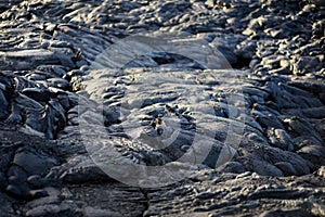 Smooth, undulating surface of frozen pahoehoe lava. Frozen lava wrinkled in tapestry-like folds and rolls resembling twisted rope photo