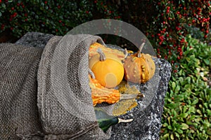 Smooth and warty ornamental gourds spilling from burlap sack