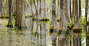 Smooth Water Reflects Cypress Trees in Swamp Marsh Lake