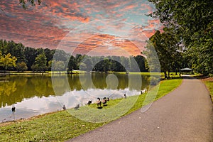 A smooth winding footpath along silky green lake water surrounded by lush green trees and grass with ducks and geese