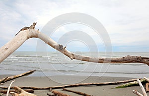 smoothed branch of tree and sea