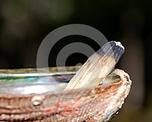 Smudging ceremony using Peruvian Palo Santo holy wood incense stick and abalone shell in forest