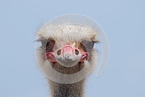 Smug Mug of an Ostrich Up Close and Personal