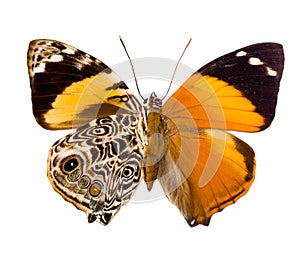 Smyrna Blomfildia butterfly