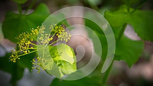 Smyrnium perfoliatum, Alexander plant. Wild plant shot in spring.