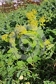 Smyrnium perfoliatum - Wild plant shot in the spring