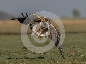Snack delivery taking off from grass