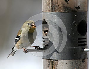 Snacking Goldfinch