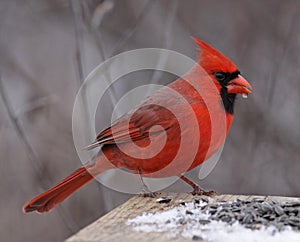 Snacking Northern Cardinal