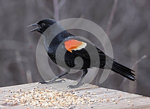 Snacking Red-winged Blackbird