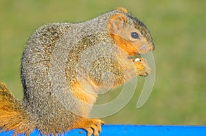 Snacking Squirrel