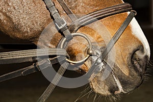 Snaffle bridle rein on the horse head