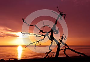 Snag on the background of the dawn