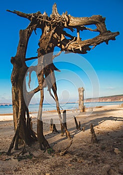 Snag on the beach