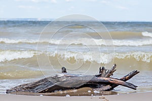 Snag on the beach