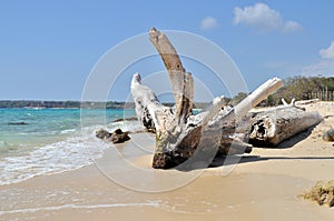 Snag on beach