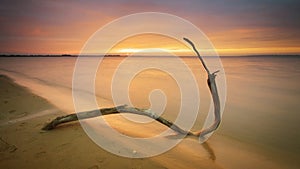 Snag on the beach