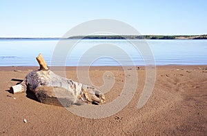 Snag on the beach sand. Scenic view with Snag of the trunk. Beautiful summer landscape.