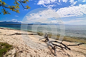 Snag on the beautiful beach with blue sky and clouds