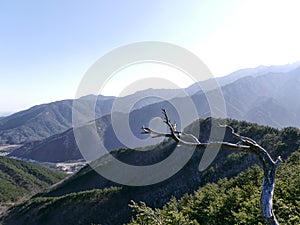 Snag and beautiful mountains Seoraksan on the background