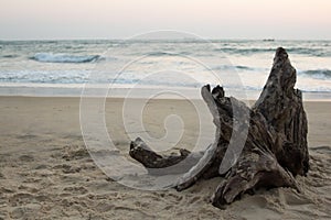 Snag on the coast