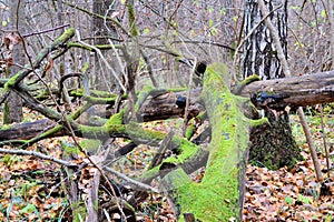 Snag covered with bright green moss in the autumn forest