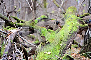 Snag covered with bright green moss in the autumn forest