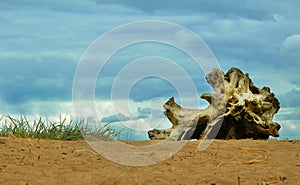 Snag dried up by the sun on the sand